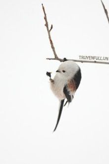 Tiểu Ph&igrave; Thu Chủ Lu&ocirc;n Muốn Ăn Ta