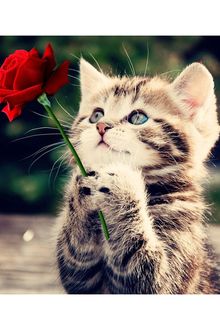 Đo&aacute; Hồng Của Con M&egrave;o