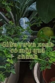 Giữa Vườn Xanh C&oacute; Một Quả Chanh