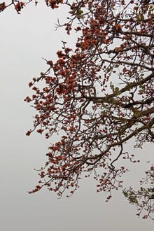 N&agrave;ng Như Hoa Như Ngọc